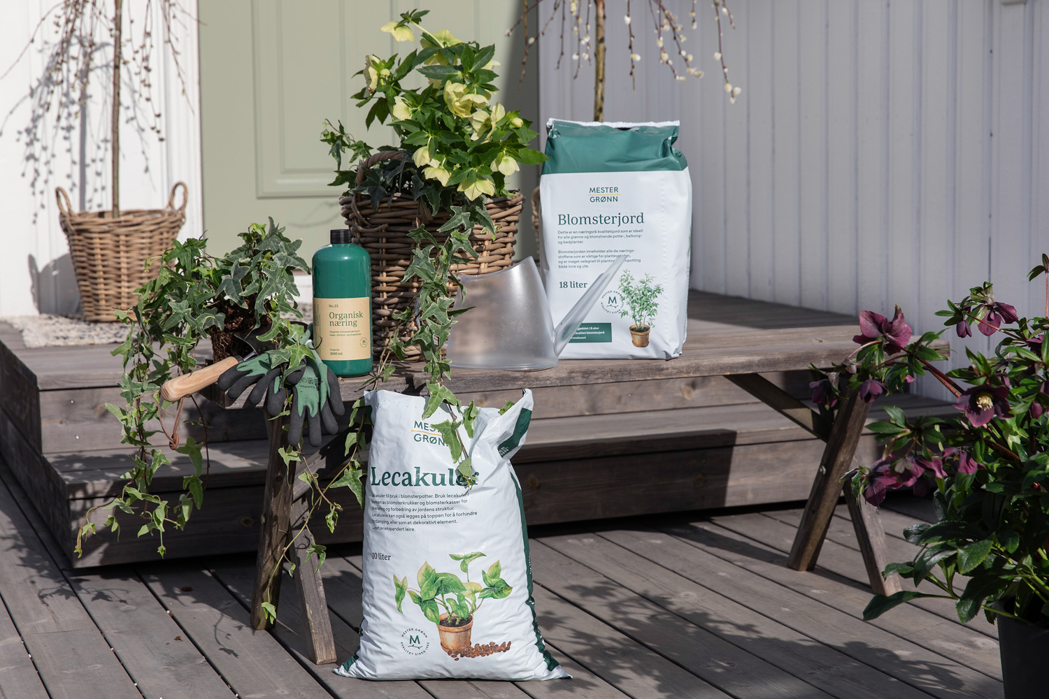 Plante vårblomster ute